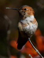 Hummer59.jpg