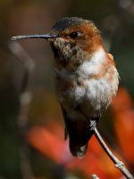 Hummer60.jpg