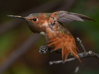 Hummer26.jpg