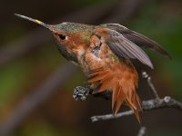 Hummer27.jpg
