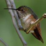 Hummer49.jpg