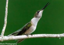 hummers-0527.jpg