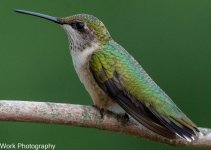 hummers-0548.jpg