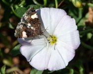 Moth-400.jpg