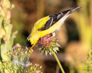 Goldfinch-460.jpg