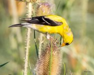 Goldfinch-461.jpg