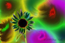 fb sunflower 500_9500.jpg