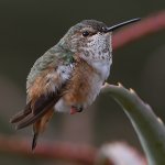 Hummer2.jpg