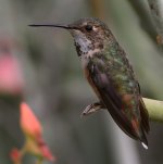 Hummer4.jpg