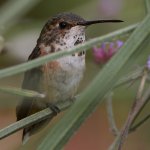 Hummer6.jpg