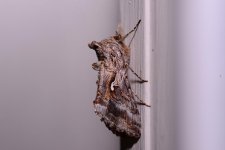 DSC_2308.jpg