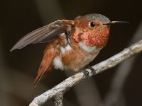 Hummer34.jpg