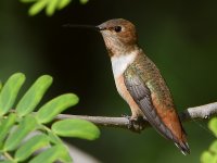 Hummer44.jpg