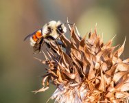 BumbleBee-400.jpg