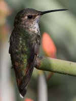 Hummer48.jpg