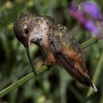 Hummer68.jpg