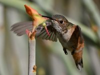 Hummer63.jpg