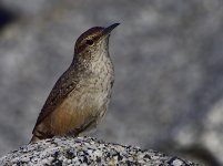 _ROY9933_00001.jpg