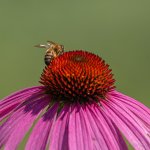 2MC_0700.jpg