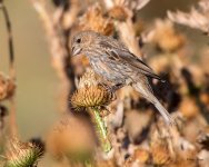 HouseFinch-466.jpg