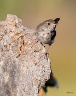 HouseWren-461.jpg