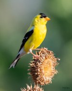 GoldFinch-465.jpg