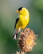 GoldFinch-466.jpg