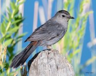 GreyCatbird-410.jpg