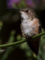 Hummer54.jpg