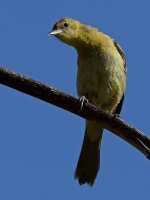 Oriole.jpg