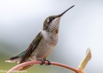 hummers-0654.jpg
