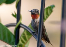 hummers-0677.jpg