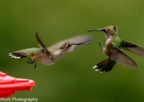 Hummers-0451.jpg