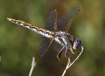 _ROY9967_00001_01.jpg