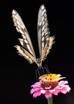 Swim and hummers-0222.jpg