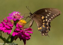 hummers-0648.jpg