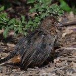 Towhee2.jpg