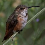 Hummer52.jpg
