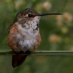 Hummer61.jpg