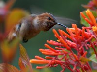Hummer25.jpg