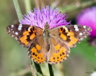 PaintedLady-400.jpg