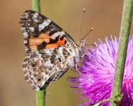 PaintedLady-401.jpg