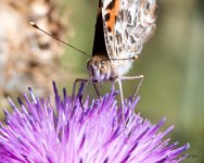 PaintedLady-402.jpg