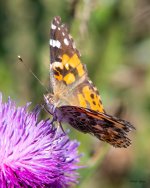 PaintedLady-403.jpg