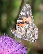PaintedLady-405.jpg