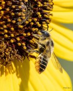 Bee-475.jpg