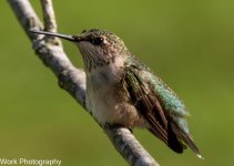 Hummers-7834.jpg