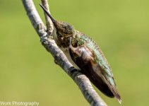 Hummers-7862.jpg