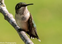 Hummers-7860.jpg