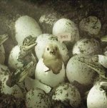 chick.jpg